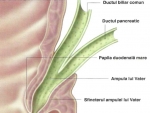 Pancreasul – Corpul Uman Organe Interne