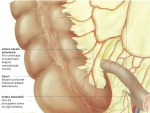 Cecul şi apendicele – Anatomia corpului uman