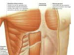 Muşchii mai profunzi ai peretelui abdominal – Corpul Uman