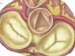 Valvele cardiace – Organe Interne Anatomie