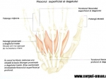 Tendoanele degetului inelar sectionate