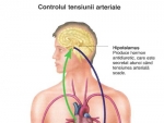 Cauzele Hipertensiunii şi Hipotensiunii Arteriale
