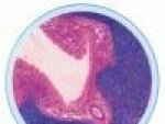 Embriologia ovarului