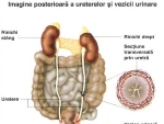 Functia vezicii urinare