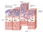 Anatomia microscopica a intestinului