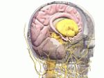 Sistemul nervos vegetativ – componentele si fiziologia sa