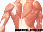 Tesutul muscular – clasificare, structura si functii
