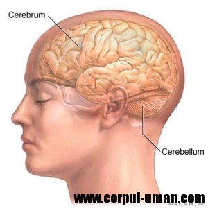 cerebel