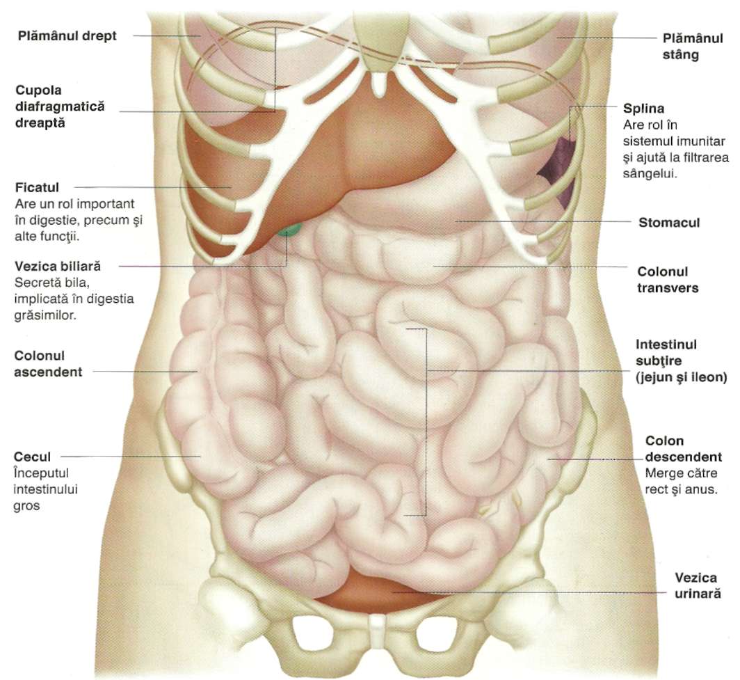 organele corpului uman