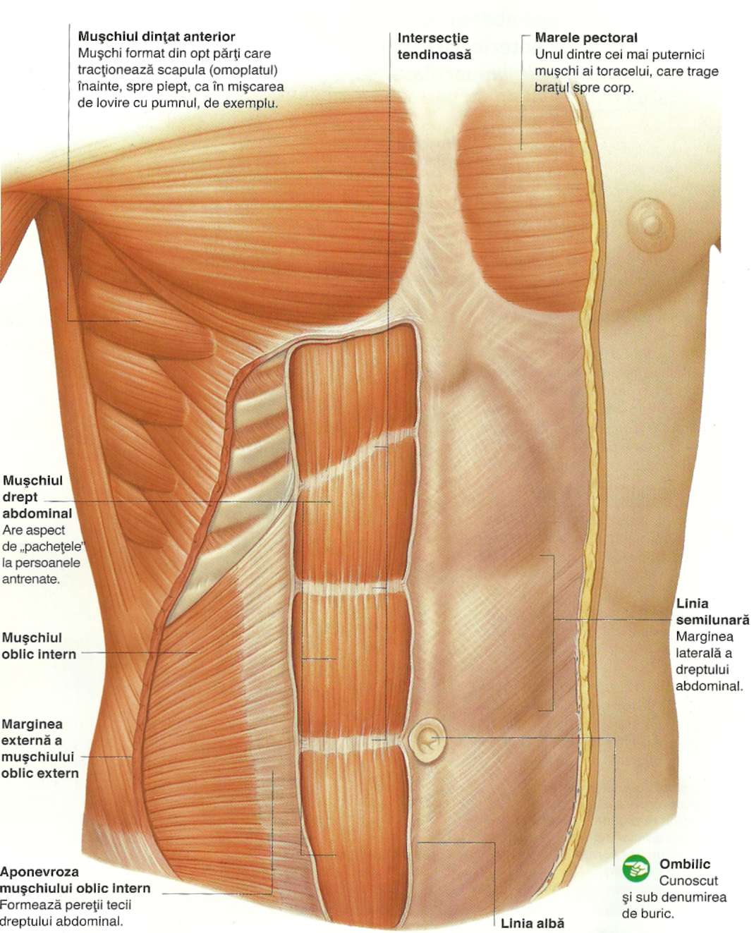 Herniile abdominale: simptome, diagnostic, tratament | bekkolektiv.com