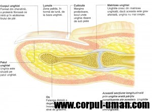 anatomia-unghiei