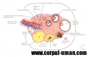 Fertilitate ovulatie