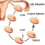 Fiziologia ovarului