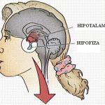 Hipotalamus