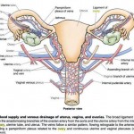 Trompe uterine
