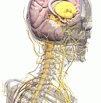 Sistemul nervos vegetativ