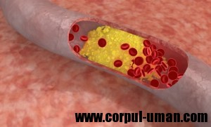 Scaderea Colesterolului
