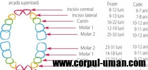 Cand apar dintii