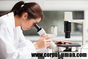 Cercetare celule stem