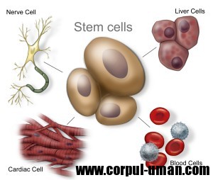 Tratament celule stem
