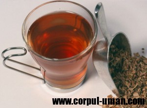 Mesteacan