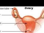 Ovar – functiile ovarului – steroidogeneza – progesteronul