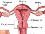 Ovarul – directie, topografie, limfatice si inervatie