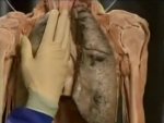 Digestia corpului uman – Prezentare video