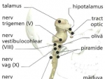BULBUL RAHIDIAN – anatomie creierul uman