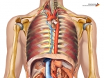 Anatomie – Corpul Uman