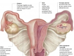 Aparatul reproducător feminin – Organele Genitale Interne Anatomie