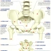 Imagini Bazin uman. Anatomia bazinului omenesc