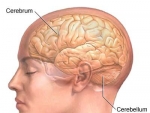Structura interna a cerebelului