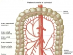 Colonul – Vascularizatia colonului