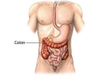 Colonul sau Intestinul gros – Corpul Uman Organe Interne