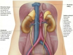 Aparatul urinar – Atlasul Corpului uman