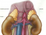Glandele suprarenale – Atlasul corpului Uman