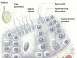 Cum se produc spermatozoizii ?