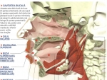 Gura – Anatomia corpului uman