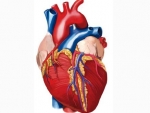 Inima – Corpul omenesc organe interne