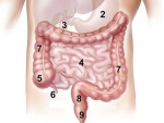 Intestinul subtire – Corpul Uman Organe interne