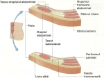 Peretele abdominal – Muschii Abdomenului – Corpul Uman