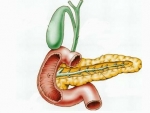 Pancreasul – Corpul Uman Anatomie