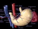 Stomacul – Corpul Uman Anatomie