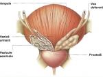 Glanda Prostata – Glandele corpului Uman