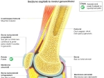 Articulaţia genunchiului şi rotula