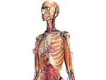 Corpul uman 3D