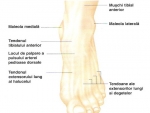 Anatomia piciorului la omul viu