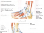 Muschii regiunii superioare a piciorului