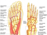 Arterele labei piciorului
